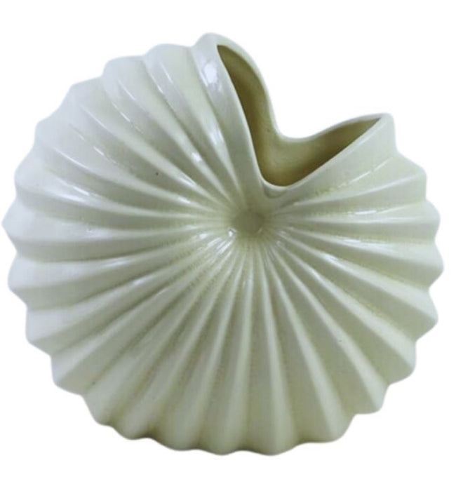 Cornucopia Shell